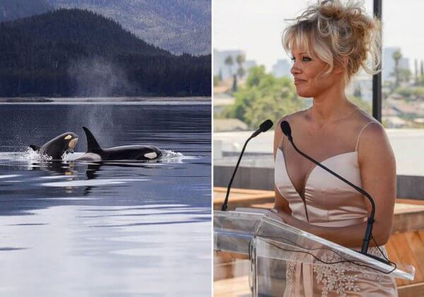 Russia Wants to Capture Wild Orcas, and Pamela Anderson Isn’t Having It