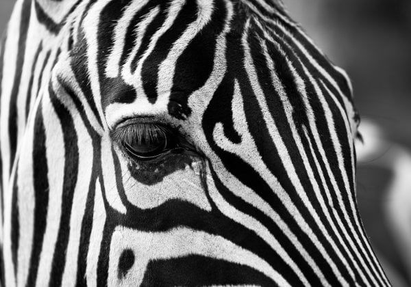 Zoo Reportedly Paints Donkeys as Zebras, Proving It Has No Respect for Animals