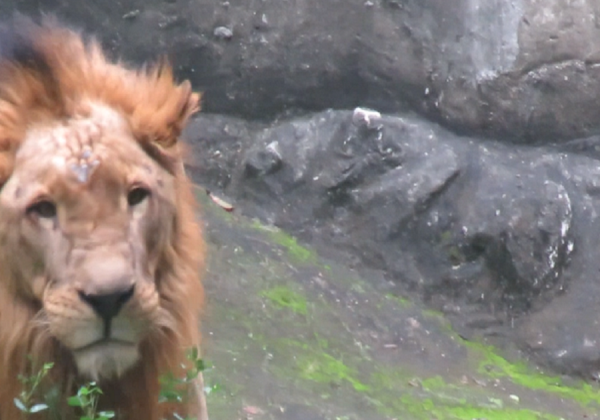 Video: This Lion’s Seizure Is Another Reason Why the Manila Zoo Needs to Close