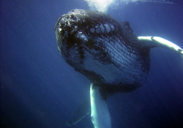 Dead Whale Had Swallowed Plastic Bottles, Bags, Shoes, 115 Cups