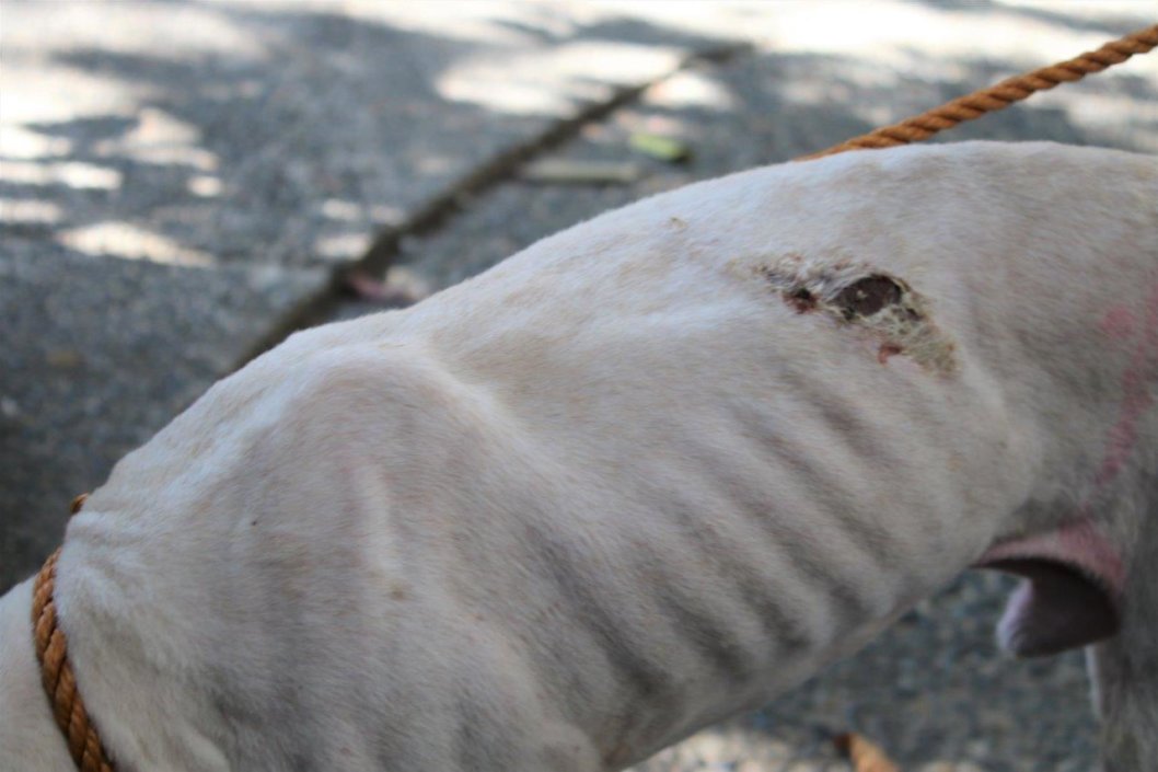 PETA Rushes to Help Animals Affected by Disastrous Fire in the Philippines