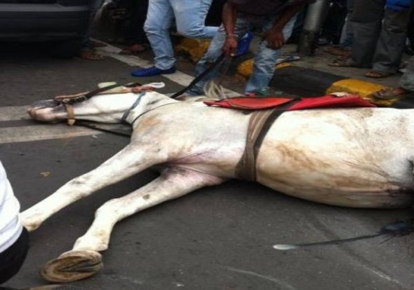 Horse Collapses in the Philippines in Heavy Traffic and Extreme Hot Weather