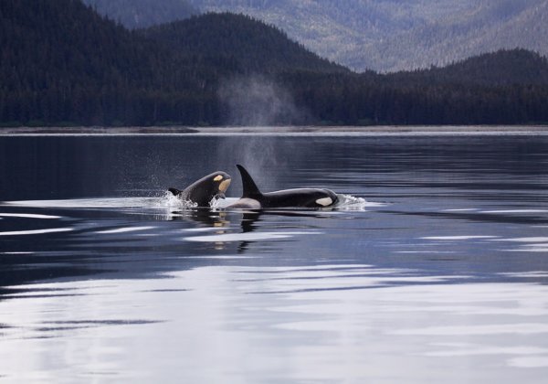 UPDATE: All Orcas and Belugas Finally Free From Russian ‘Whale Jail’