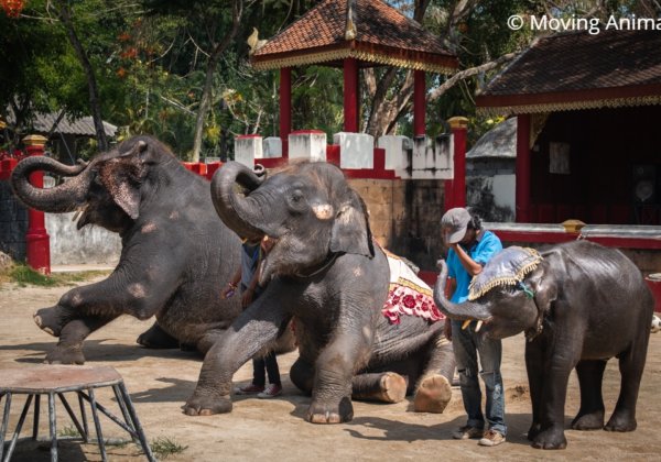 Update: Baby Elephant’s Legs Snap During Trick