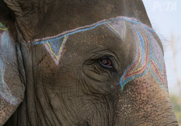 Viral Photos Are Graphic Reminders Why No One Should Ride Elephants