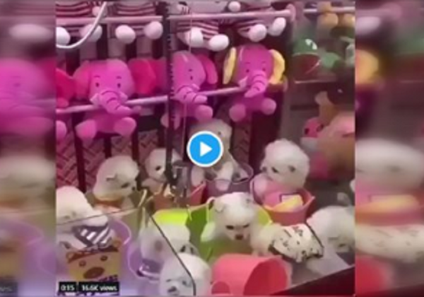 Outraged by the ‘Live Puppy Claw Machine’? Here’s What You Can Do.