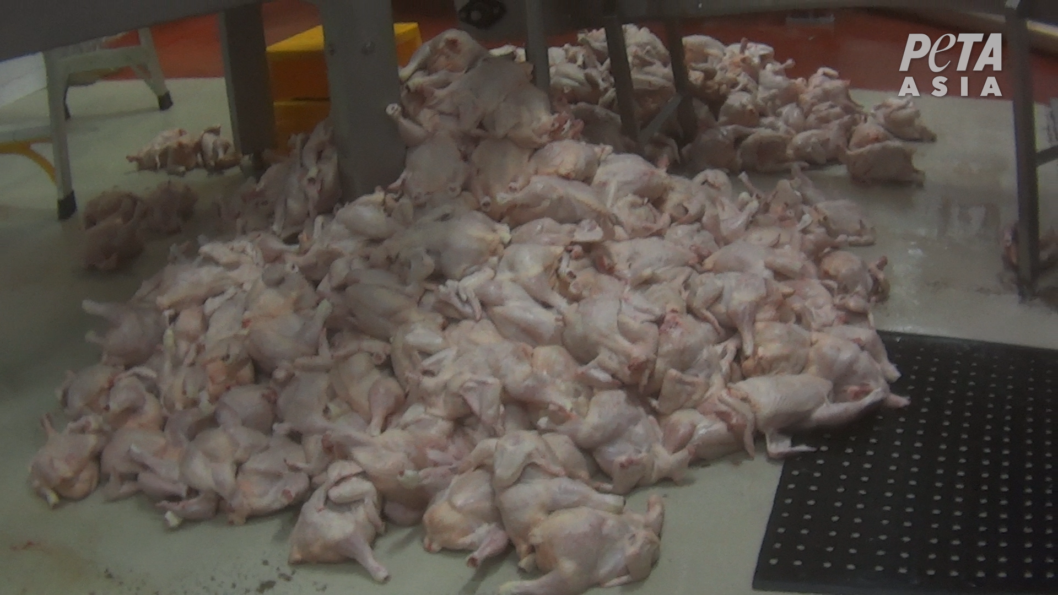 PETA Exposes Cruelty at Australia's Largest Chicken Producer - Action ...