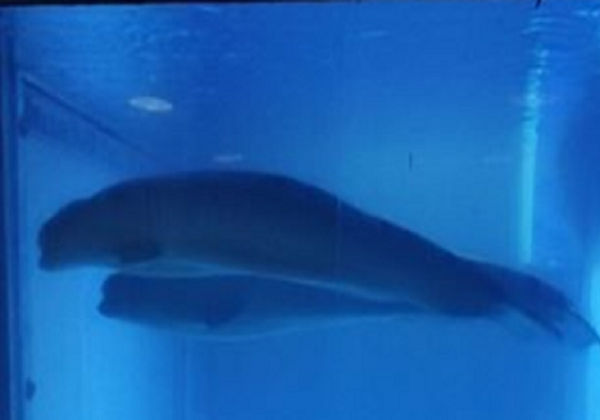 Viral Pic Shows Beluga Whales in Tank Barely Bigger Than Their Bodies