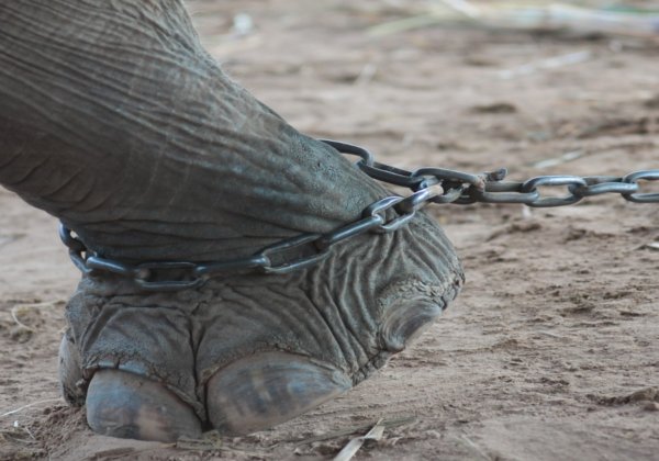 Abused Elephant Used in Movie ‘Saving Flora’