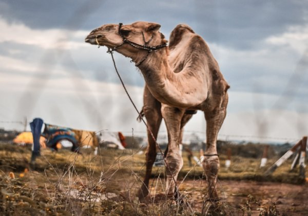 PETA India and Local Activists Rescue Seven Camels from Sacrifice