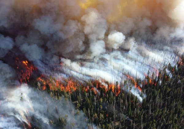 Is the Meat Industry Fueling the Record-Breaking Amazon Rainforest Fires?