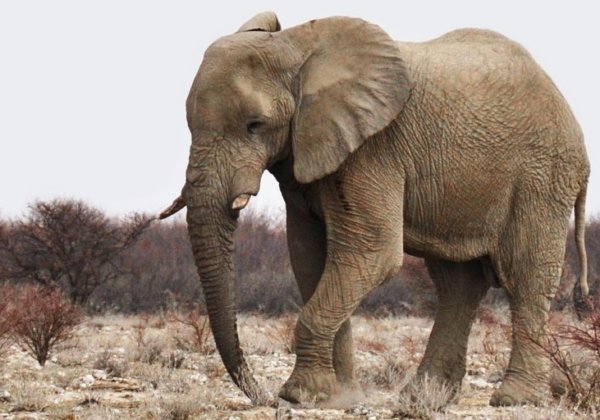 Arrests Made After Elephant Is Shot 70 Times and Mutilated by Hunters