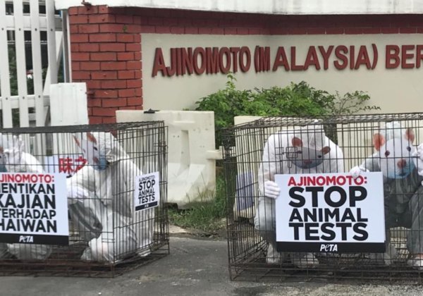 Photos: PETA ‘Rat’ Hits Ajinomoto’s Offices in Malaysia to Tell Company to End Horrific Tests on Dogs and Other Animals