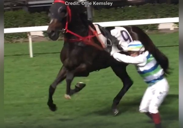 PETA Calls for Investigations Into Cruelty to a Horse at Happy Valley Racecourse