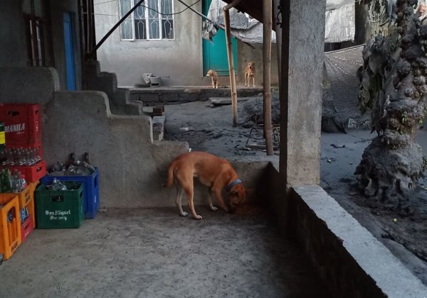 Video: Rescuers Save Dog Wrapped in Vine for Days on Taal Volcano