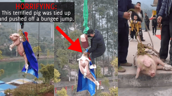 Pig Strung Up by the Legs, Thrown Off Tower in Horrific Bungee-Jump Stunt