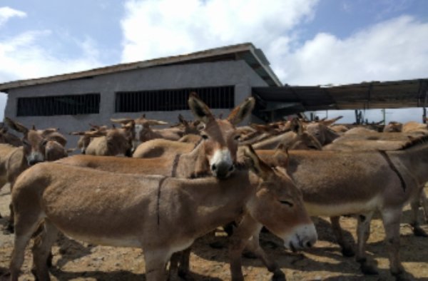 Kenya’s Ban on Killing of Donkeys for Ejiao Has Been Rescinded – Take Action!