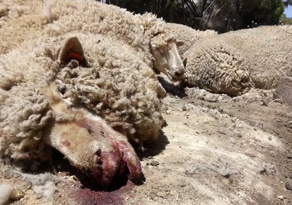 PETA’s 5th Australian Wool Exposé Leads to Guilty Plea to Cruelty Charge