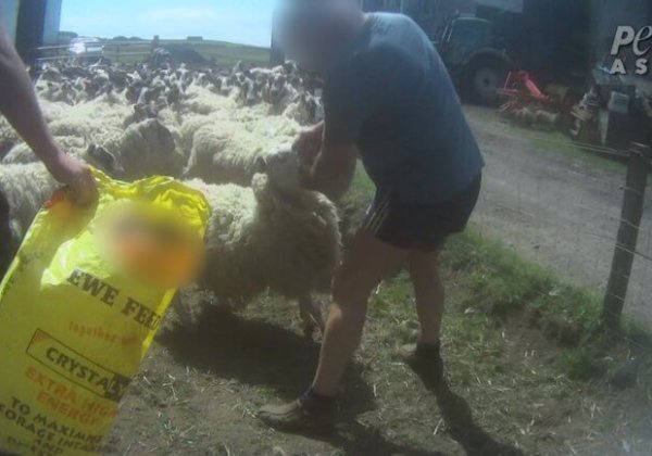 Victory! Sheep Farmer Pleads Guilty After Being Filmed Punching Sheep in the Face