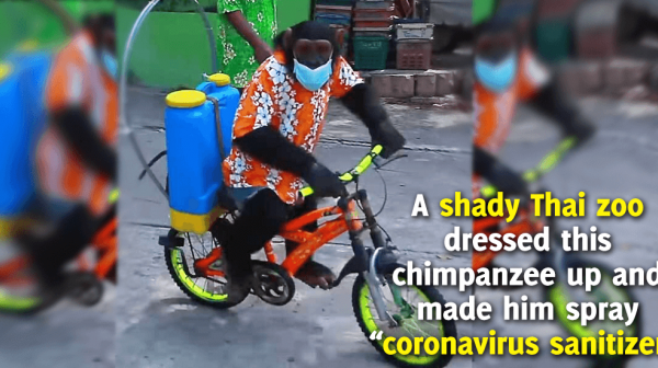 Chimpanzee Forced to Ride Bike, Spray Sanitizer at Thai Zoo