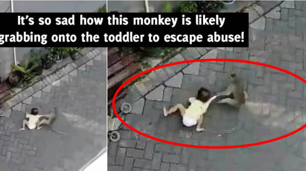 That Viral ‘Monkey Snatches Toddler’ Video Is Not Funny, It’s Sad