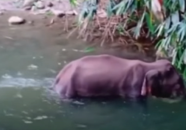 This Pregnant Elephant Died in Agony After Being Fed Explosives