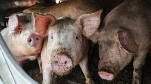 New Flu With Pandemic Potential Found in Pigs—Have We Learned Nothing?