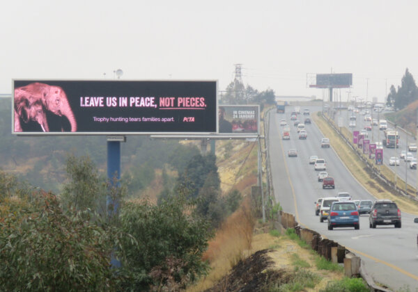 Spotted! Elephants on 11 PETA Billboards in South Africa Plead, ‘Leave Us in Peace’