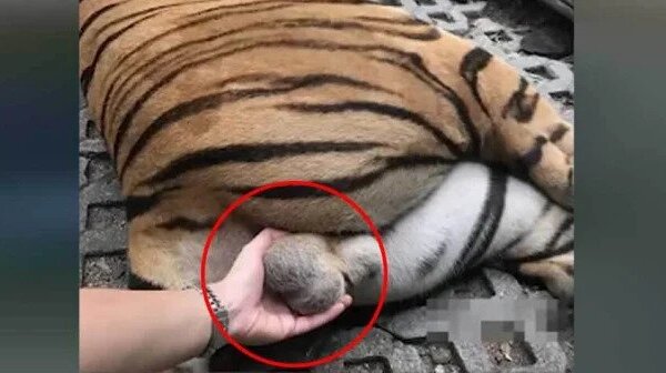 Woman Takes Selfie While Holding a Drugged Tiger’s Testicles at Thai Zoo