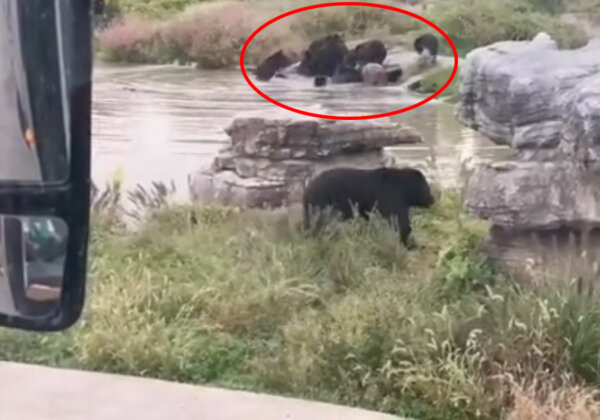 Zookeeper Mauled to Death by Bears at Zoo in China