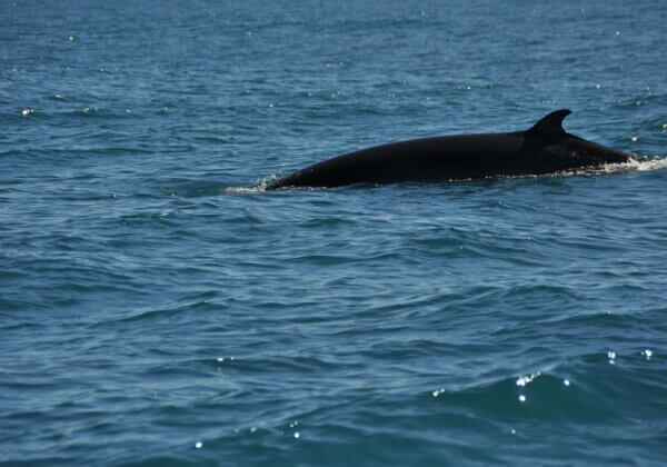 Minke Whale Trapped in Nets for 19 Days, Killed by Fishers in Japan