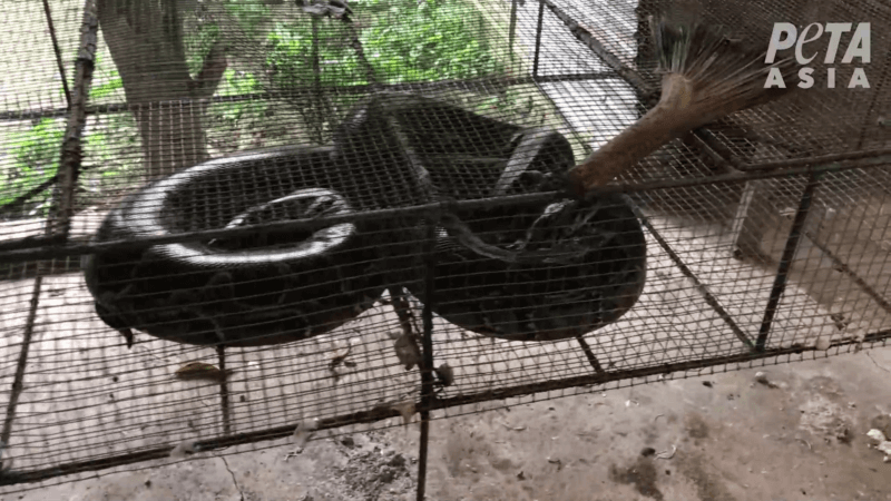 Louis Vuitton Owner Exposed: Snakes Inflated Alive for Leather - Action  Centre - PETA Australia