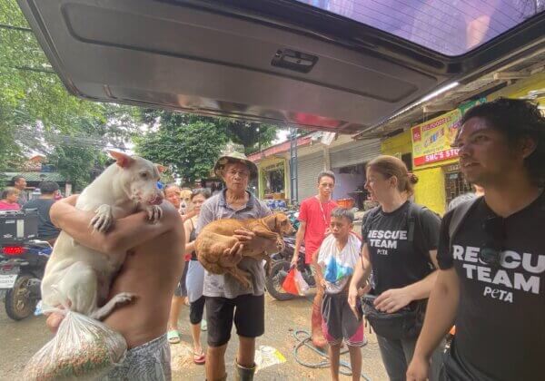 Rescuers Save Animals From Typhoon’s Flooding—Help Them Now