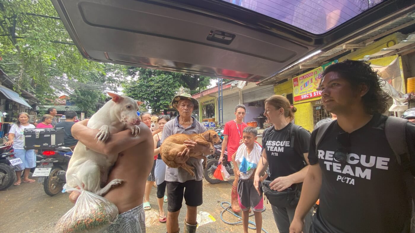 Rescuers Save Animals From Typhoon’s Flooding—Help Them Now