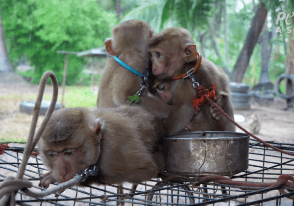 Breaking: Thai Coconut Industry ‘Schools’ Abuse Baby Monkeys