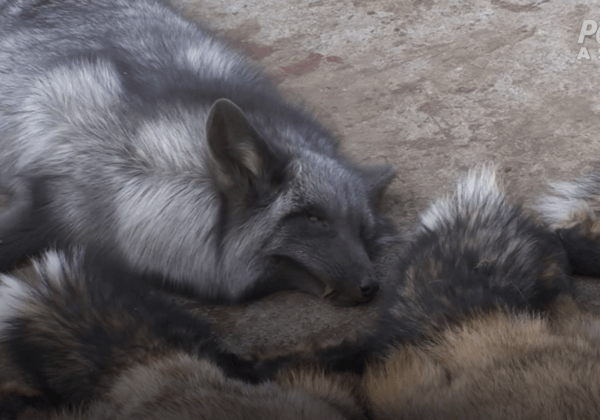 Join PETA in Stopping iROO’s Cruel Fur Sales