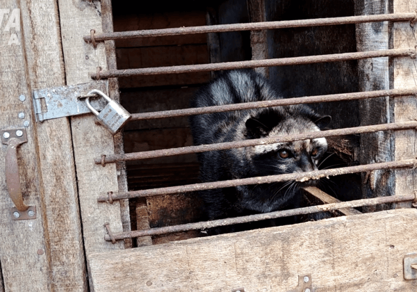 Sick Civet Cats, Illegal Binturongs: The Truth About Kopi Luwak