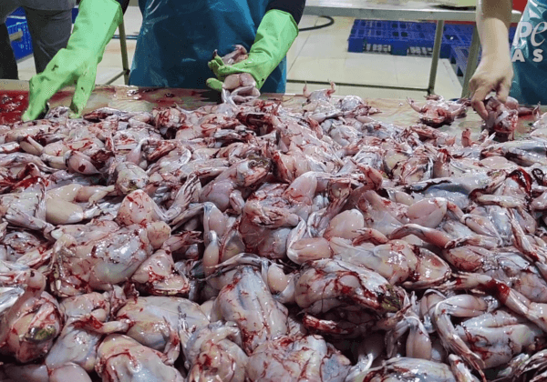 Skinned Alive: The Shocking Truth About the Frog Meat Industry