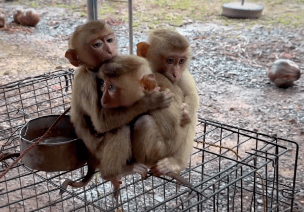 ‘White Lotus’ Creator Writes to Thai Prime Minister on Behalf of Baby Monkeys