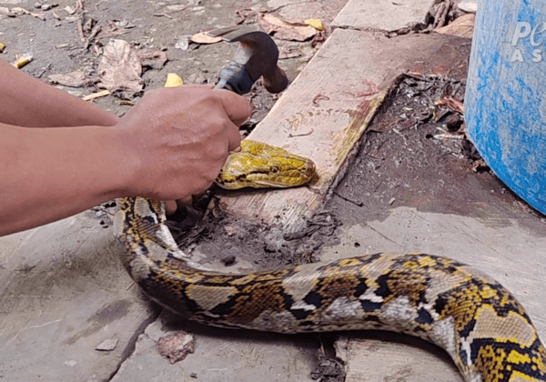 Year of the Snake: Horrific New PETA Footage Sparks Urgent Plea